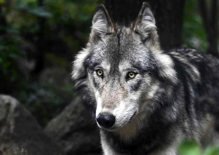 Vosges : ouverture des aides face à la prédation du loup